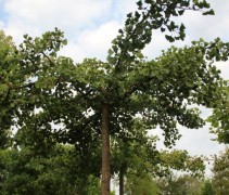  Ginkgo biloba 'Horizontalis' dakvorm