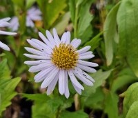 Kalimeris incisa 'Madiva' per kist á 24 st. - Zomeraster - 1