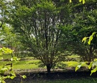 Fagus sylvatica 'Rotundifolia' - Rondbladige dwergbeuk - 6