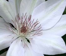 Clematis Henryi
