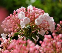 Kalmia Latifolia