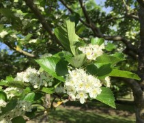Pruimbladige Meidoorn boom stam met takken en bloemen