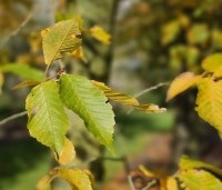 Carpinus betulus - Haagbeuk - 1