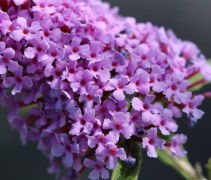 Buddleja davidii 'Buzz Violet'