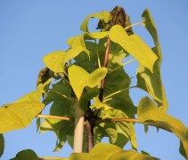 Groot bloemige trompetboom kroontop jonge boom