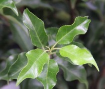 Prunus Lusitanica 'Brenelia'