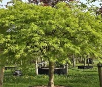 Acer palmatum 'Dissectum' - Japanse esdoorn 'Dissectum' - 4