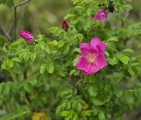 Rosa rugosa - Japanse Bottelroos - 1