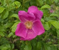Rosa rugosa - Japanse Bottelroos - 2