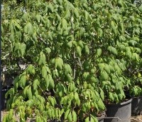 Aesculus parviflora - Herfstpaardenkastanje - 2