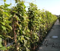 Actinidia deliciosa 'Jenny'