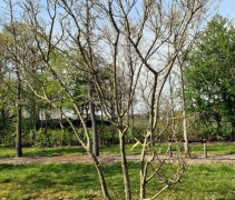 Crataegus x lavallei