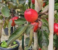 Malus domestica 'Red Sensation' - Zuilappel 'Red Sensation' - 1