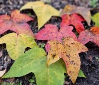 Liquidambar formosana var. monticola - Taiwanese amberboom - 1