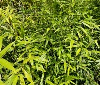 Phyllostachys bissetii - Haagbamboe - 1