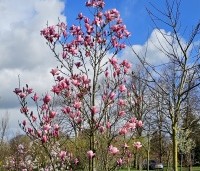 Magnolia 'Galaxy' - Beverboom - 2