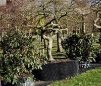 Rhododendron ponticum - Wilde rhododendron - solitair winterbeeld