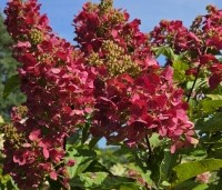 Hydrangea paniculata 'Candlelight' - Hortensia kleurt rood in de nazomer