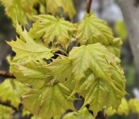 Acer plat. 'Princeton Gold' - Acer plat. 'Princeton Gold' - 1