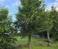 Carpinus betulus - Haagbeuk - 3