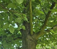 Carpinus betulus - Haagbeuk - 4