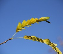 Gleditsia triacanthos Draves blad