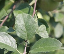 Malus Fuji