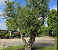 Quercus suber - Kurkeik - 5