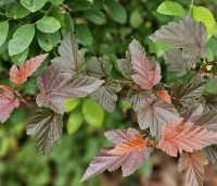 Physocarpus opulifolius 'Little Angel' - Blaasspiraea 'Little Angel' - vakbeplanting  - 1