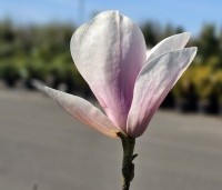 Magnolia soulangeana 'Alba Superba' - Magnolia 'Alba Superba' - 1
