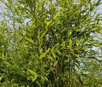 Phyllostachys aurea - Bamboe - 1