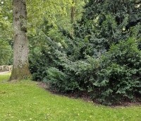 Taxus baccata - Venijnboom - 5