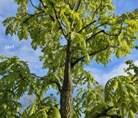 Quercus cerris - Moseik - 1