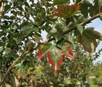 Acer rubrum 'Red Sunset' - Rode Esdoorn - 1