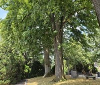 Tilia cordata - Winterlinde - 7