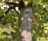 Liquidambar formosana var. monticola - Taiwanese amberboom - 1