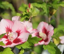 Hibiscus syriacus 'Hamabo'