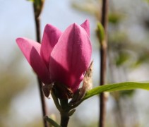 Magnolia Cleopatra