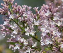 Syringa Maidens Blush