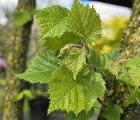 Corylus colurna - Turkse hazelaar - 3