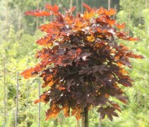 Acer platanoides 'Crimson Sentry' bolvorm