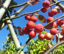 Vruchten Malus 'Neville Copeman'
