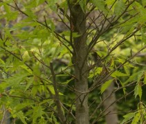 Fagus Asplenifolia