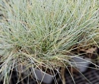 Festuca glauca - Zwenkgras glauca - 2