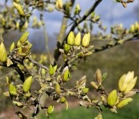 Magnolia 'Goldstar' - 1691 nov 2023
