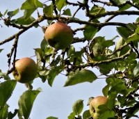 Malus dom. 'Notarisappel' - Malus dom. 'Notarisappel' - 4