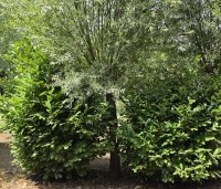 Prunus laurocerasus 'Rotundifolia'  - Laurierkers 'Rotundifolia'  - solitairen juli 2026  perceel Beek THB