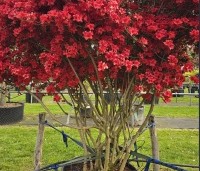 Rododendron Azalea 'Stewartstonian' - Azalea 'Stewartstonian' - 4