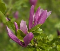 Magnolia 'Susan' - Beverboom - 2