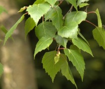 blad Betula pendula 